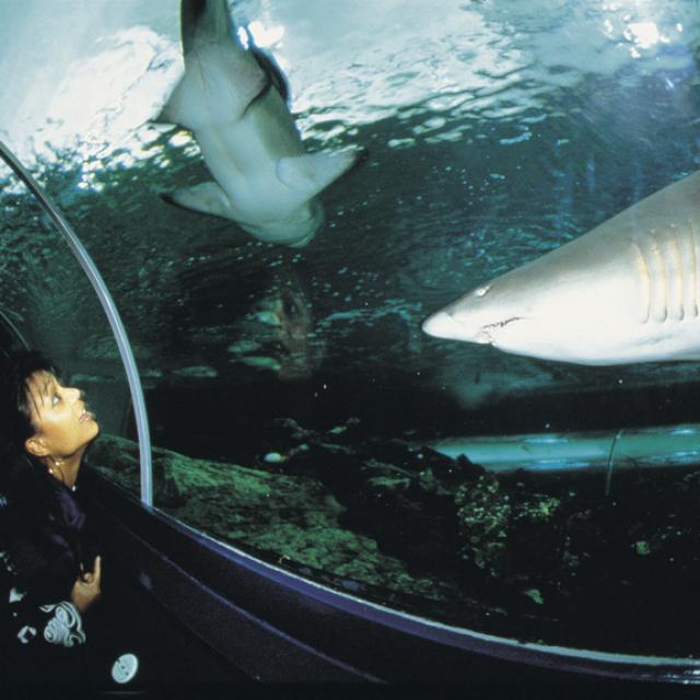 Shark aquarium image