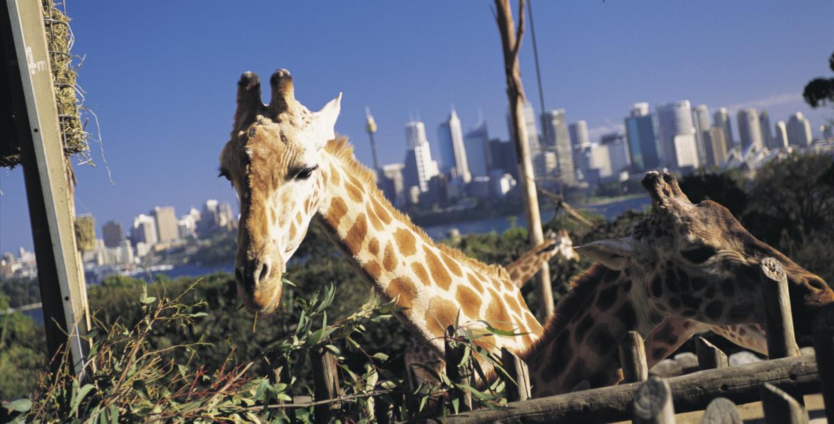 Taronga Zoo Giraffe